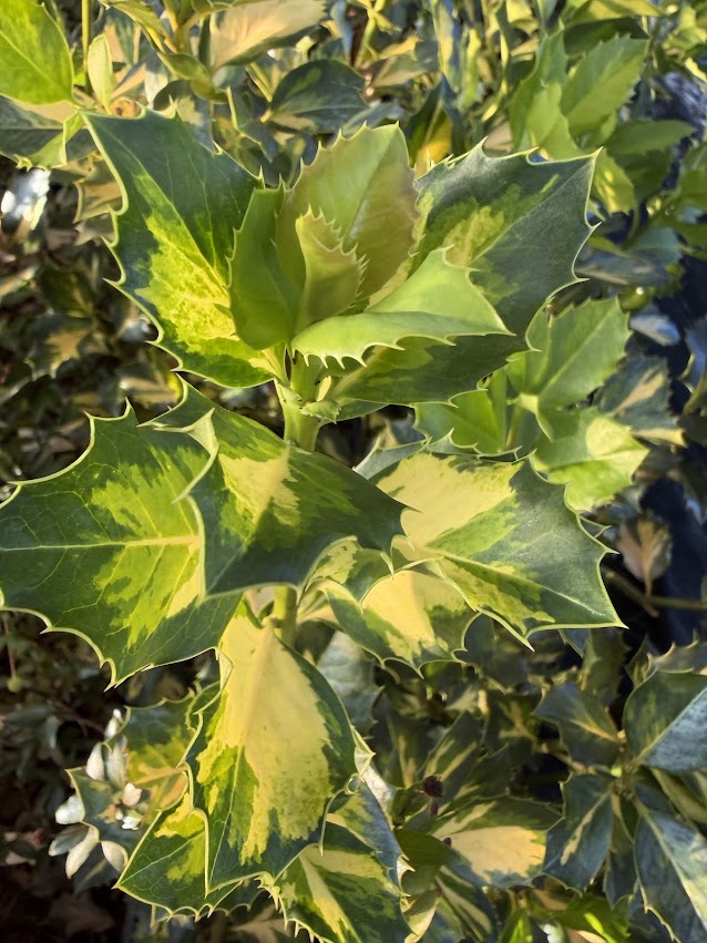 Ilex x altaclerensis "Yellow Center"
