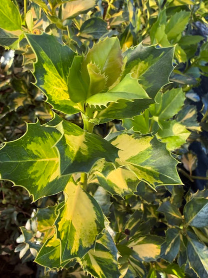 Ilex x altaclerensis "Yellow Center"