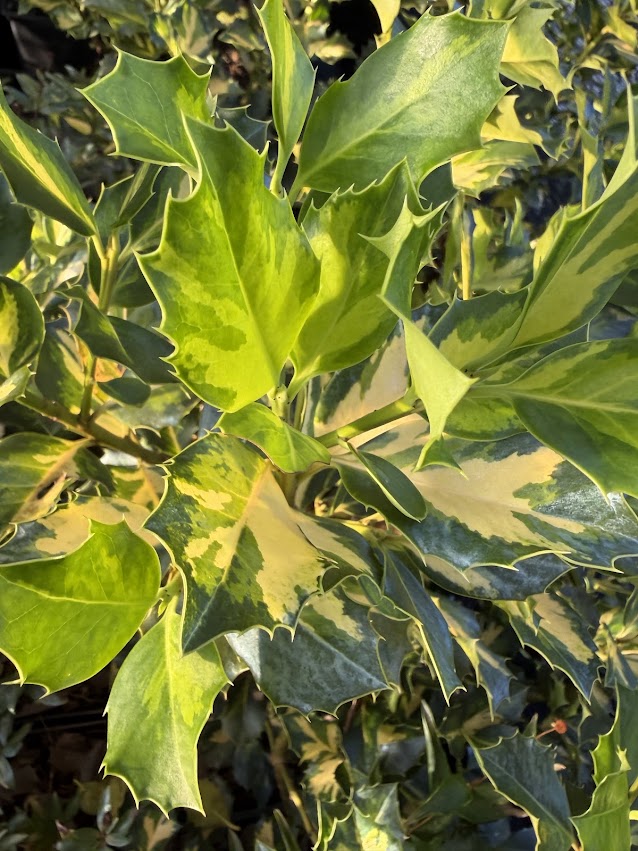 Ilex x altaclerensis "Yellow Center"