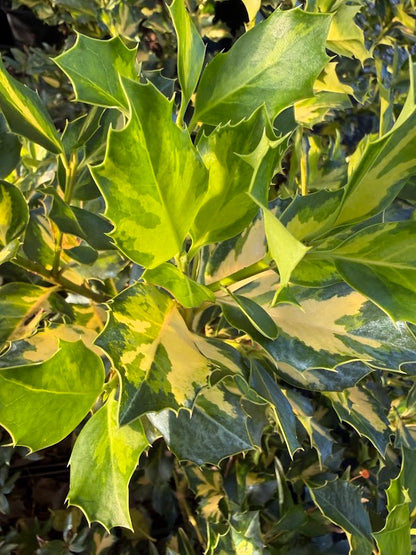 Ilex x altaclerensis "Yellow Center"