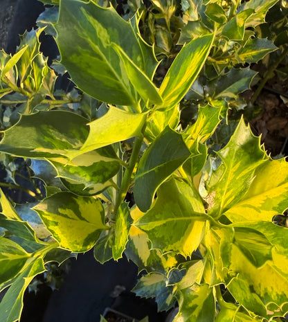 Ilex x altaclerensis "Yellow Center"