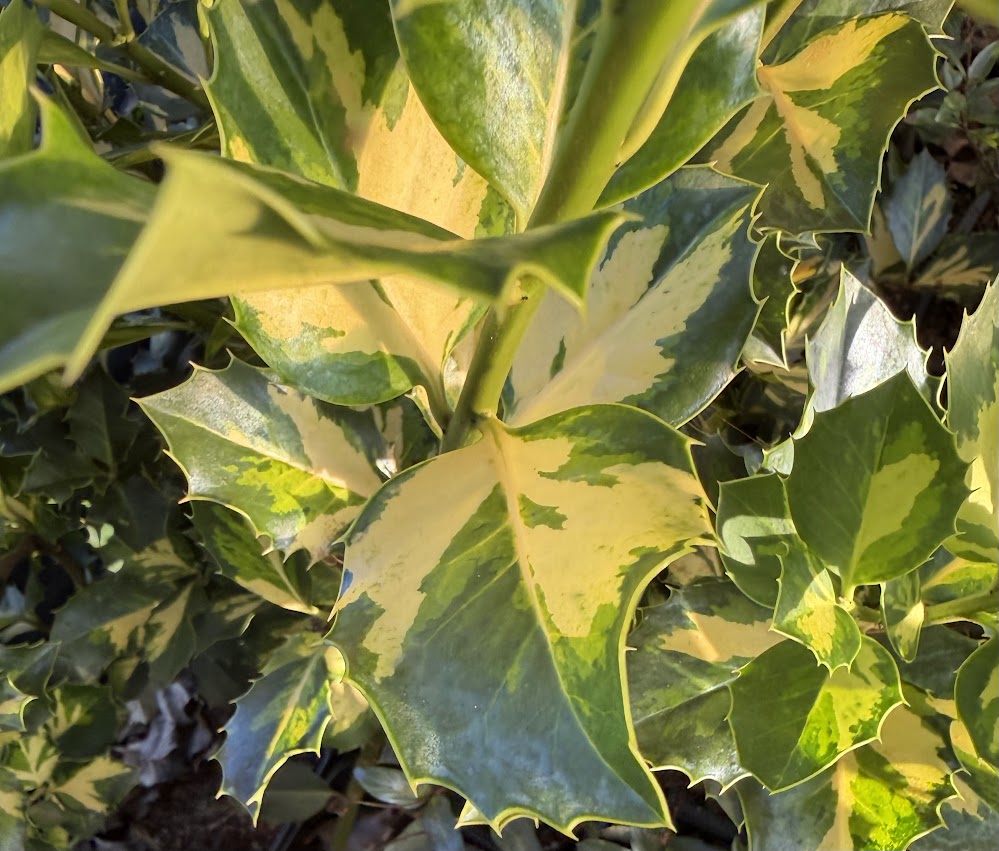 Ilex x altaclerensis "Yellow Center"