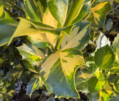 Ilex x altaclerensis "Yellow Center"