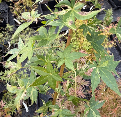 Acer palmatum 'Ilarian'