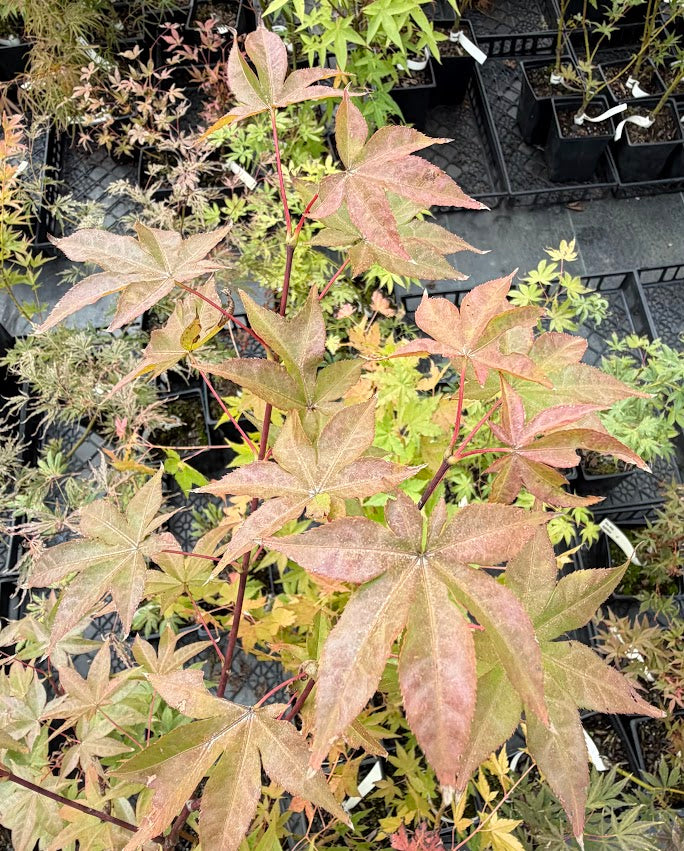 Acer palmatum 'Red Spray'
