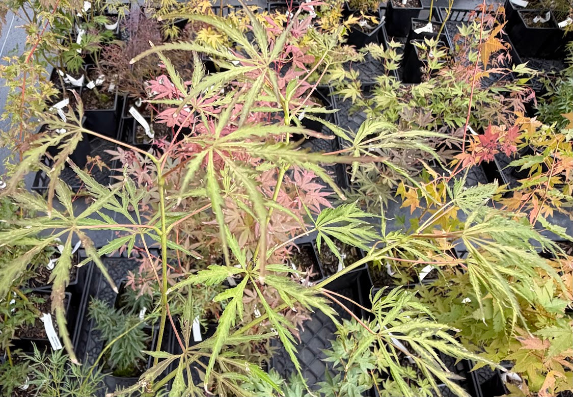Acer palmatum 'Van den Akker'