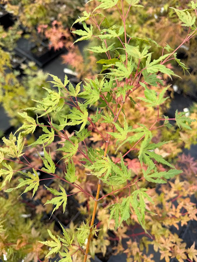 Acer palmatum 'Ogi Nagashi'