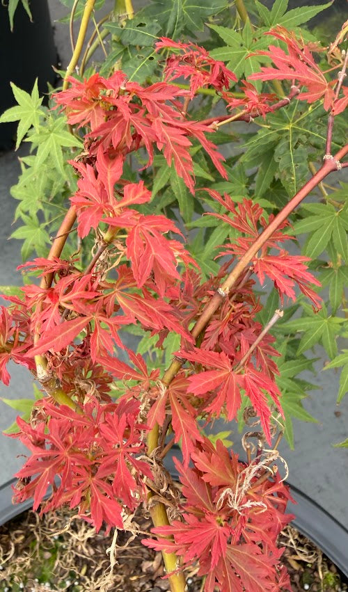 Acer palmatum 'Pink Filigree'