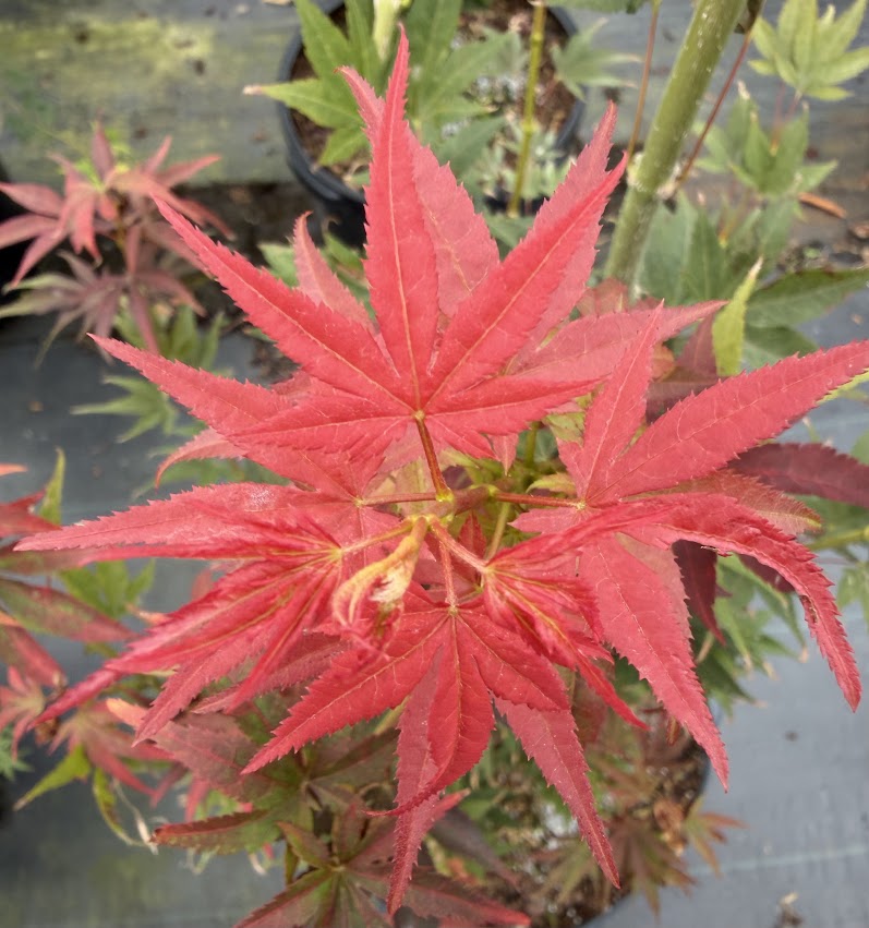 Acer palmatum 'Dark Star'