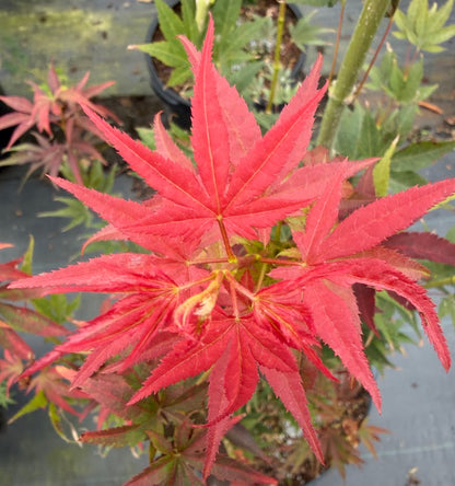 Acer palmatum 'Dark Star'