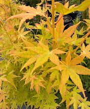Acer palmatum 'Japanese Sunrise'