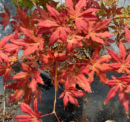 Acer palmatum 'Strawberry Spring'