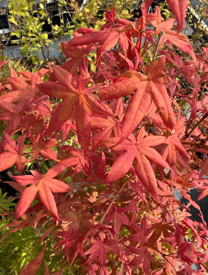 Acer palmatum 'Pastel'