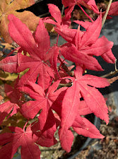Acer palmatum 'Pastel'