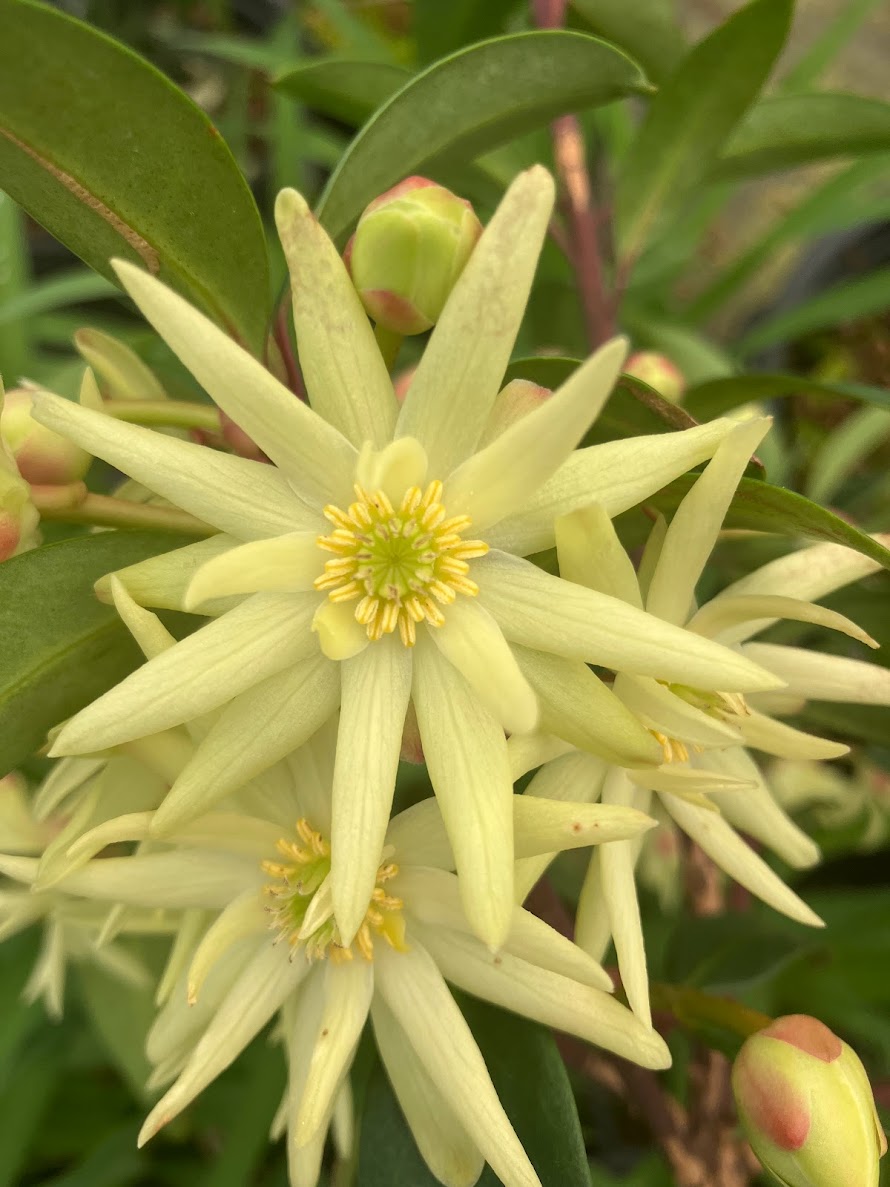 Illicium simonsii RARE