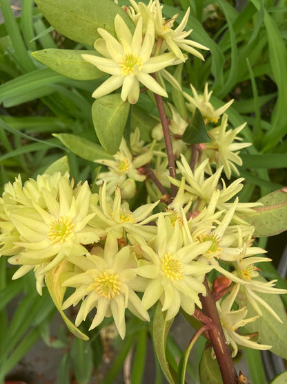 Illicium simonsii RARE