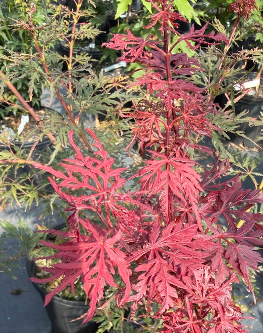 Acer palmatum 'Firecracker'