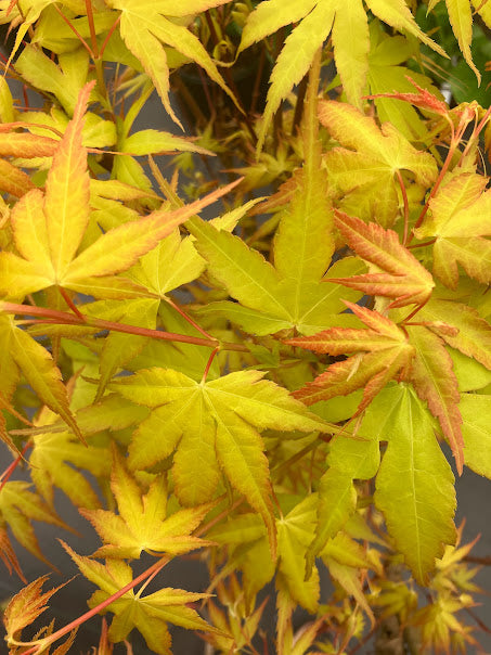 Acer palmatum 'Alan's Gold'