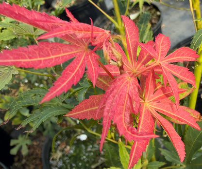 Acer palmatum 'Mon Zukushi'