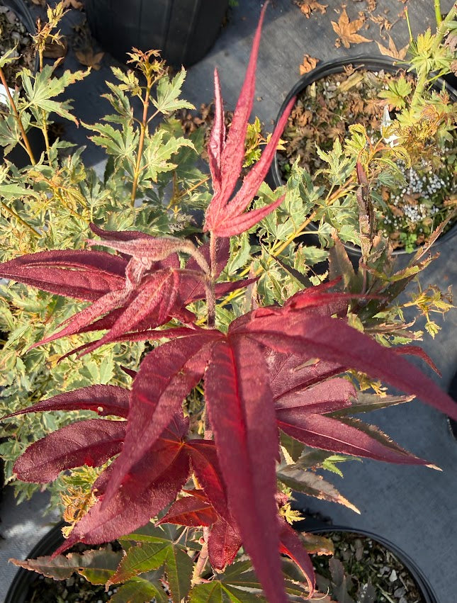 Acer palmatum 'Stanley Park Seedling'