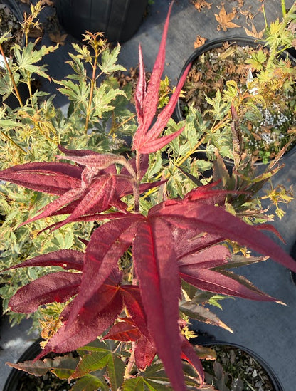 Acer palmatum 'Stanley Park Seedling'