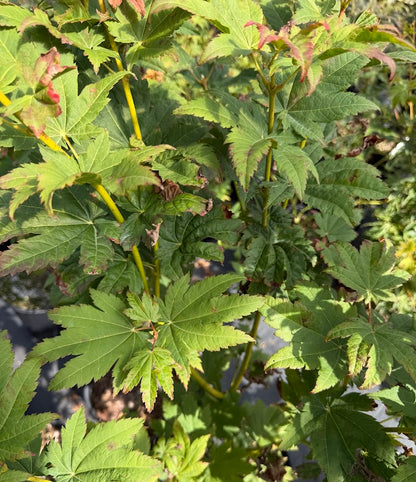 Acer japonicum 'Frigging Irresistible' EXCLUSIVE NEW RELEASE!  RARE!!!