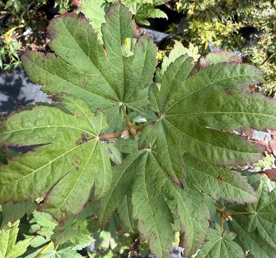 Acer japonicum 'Frigging Irresistible' EXCLUSIVE NEW RELEASE!  RARE!!!