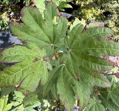 Acer japonicum 'Frigging Irresistible' EXCLUSIVE NEW RELEASE!  RARE!!!