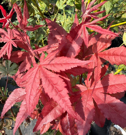 Acer palmatum 'Kasagiyama D'
