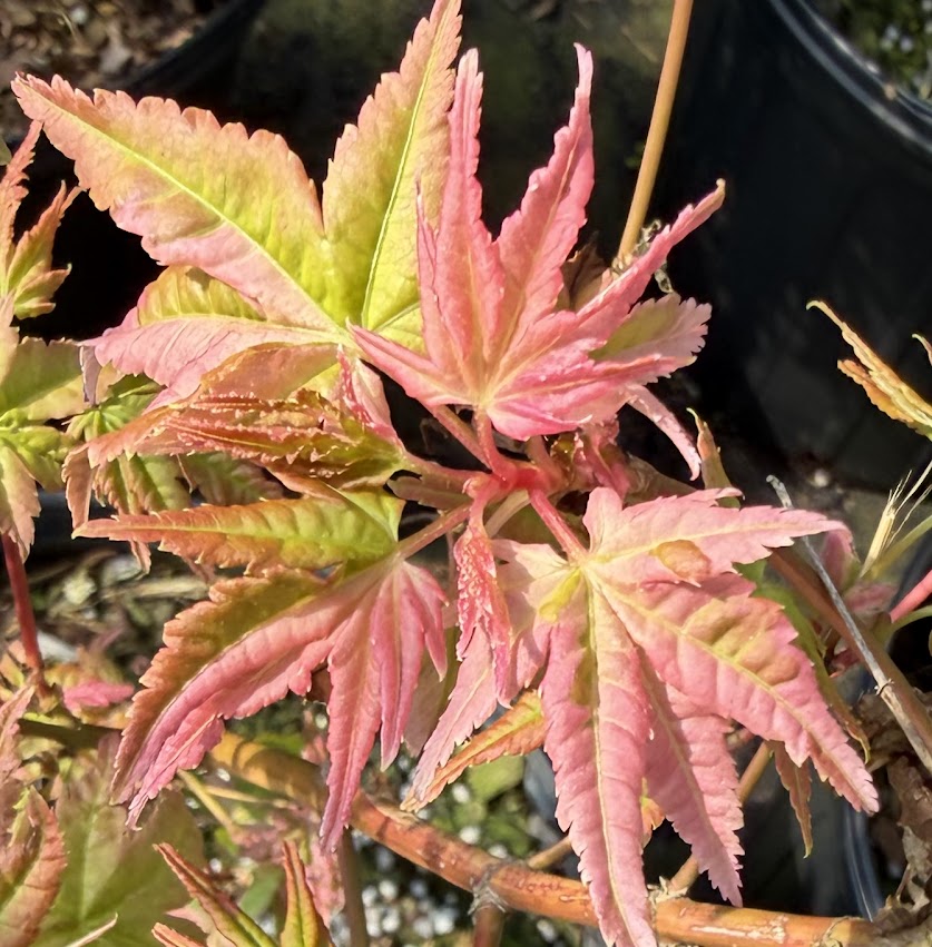 Acer palmatum 'Taiyo Nishiki'