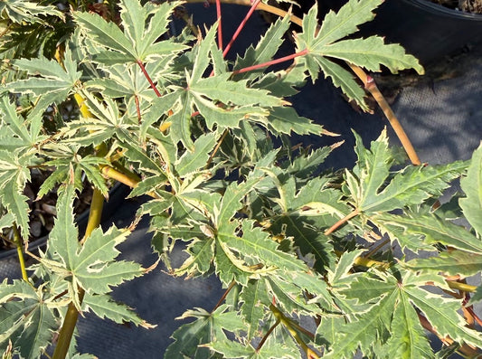 Acer palmatum 'Searle's Variegated'