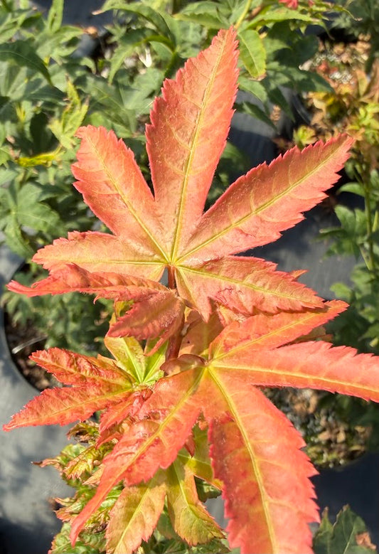 Acer circinatum x palmatum 'Morton UW'