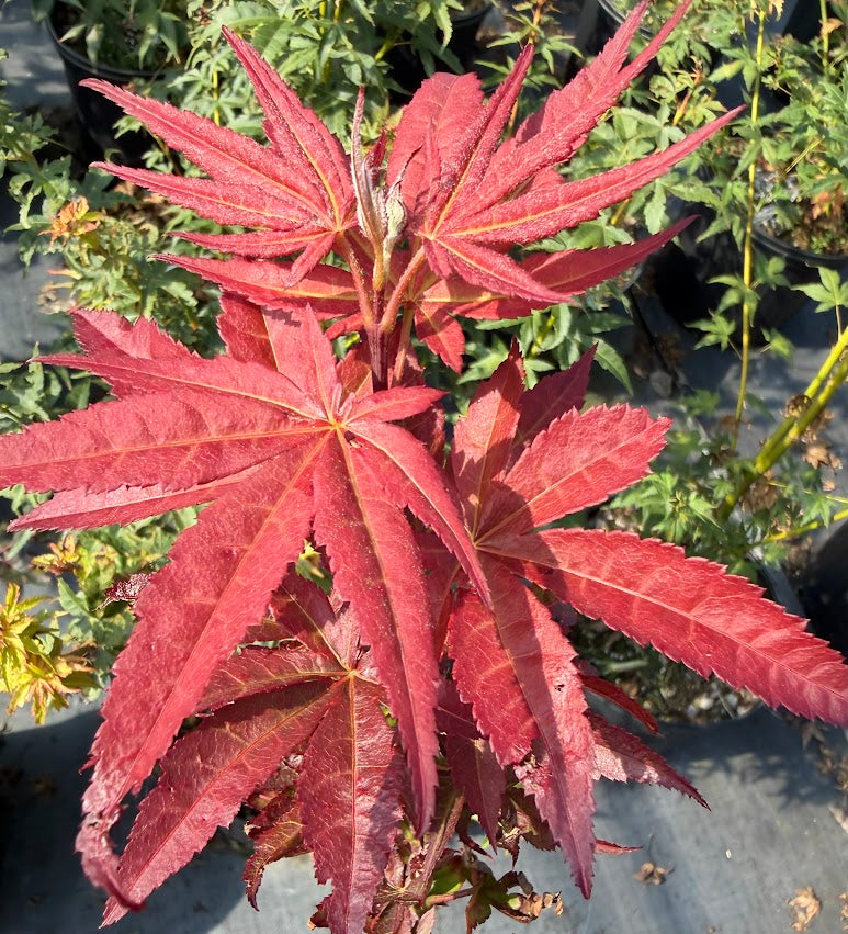 Acer palmatum 'Boskoop Glory'