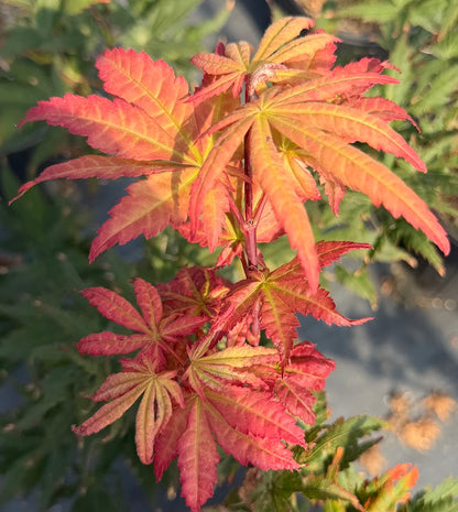 Acer shirasawanum 'Seasons of Change'