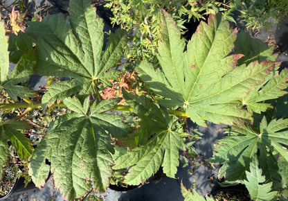 Acer japonicum 'Frigging Fumundatromp' EXCLUSIVE NEW RELEASE!  RARE!!!