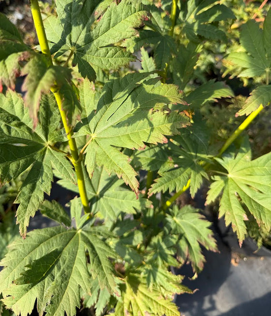 Acer japonicum 'Frigging Fumundatromp' EXCLUSIVE NEW RELEASE!  RARE!!!