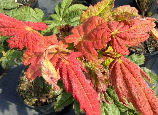 Acer japonicum 'Blushing Beauty'