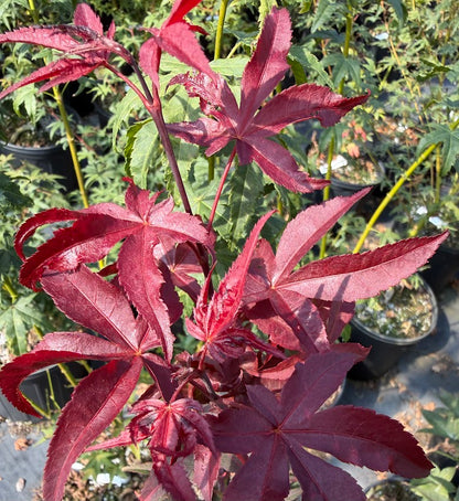 Acer palmatum 'Hino Tsukasa'