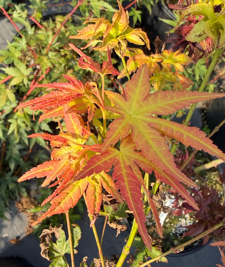Acer palmatum 'Kristin's Star'