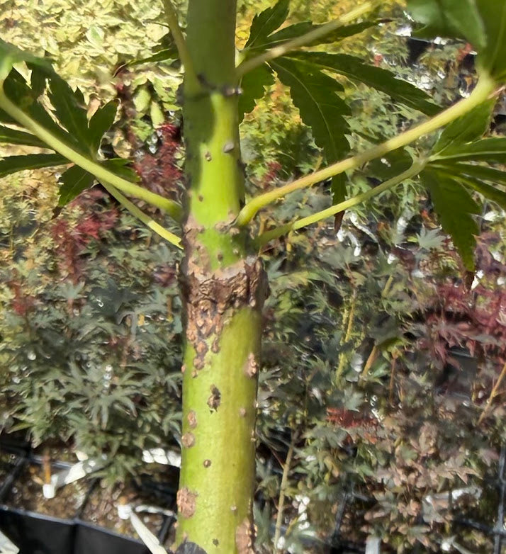 Acer palmatum 'Hubble's Super Cork'
