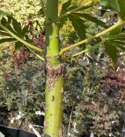 Acer palmatum 'Hubble's Super Cork'