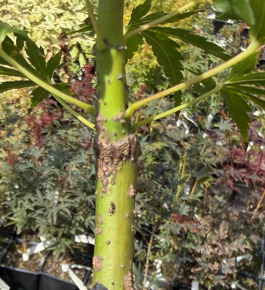 Acer palmatum 'Hubble's Super Cork'