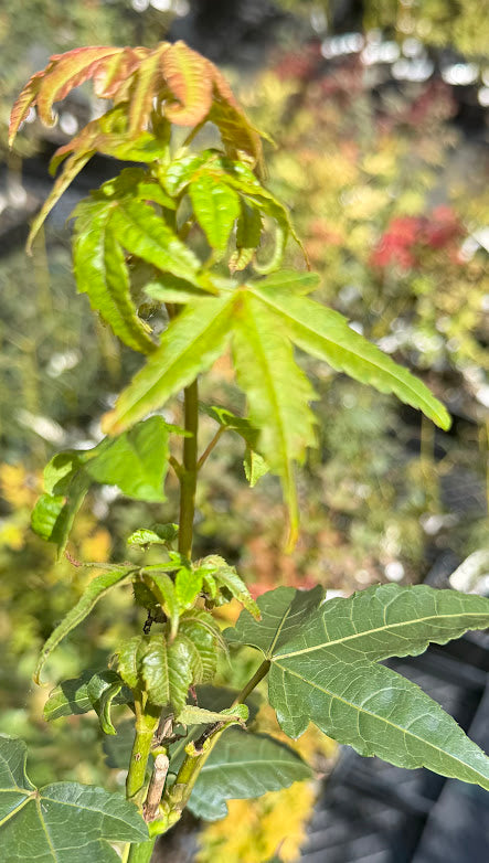 Acer campbellii ssp. flabellatum