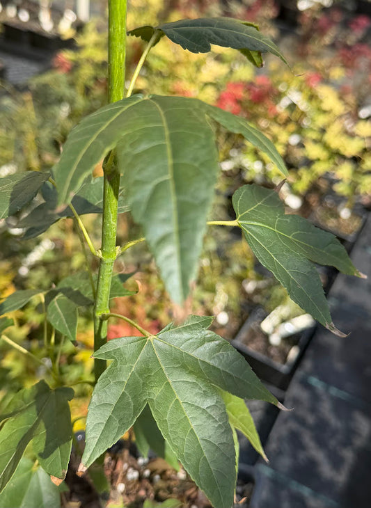 Acer campbellii ssp. flabellatum