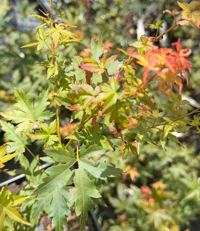 Acer palmatum 'Kristin's Star'