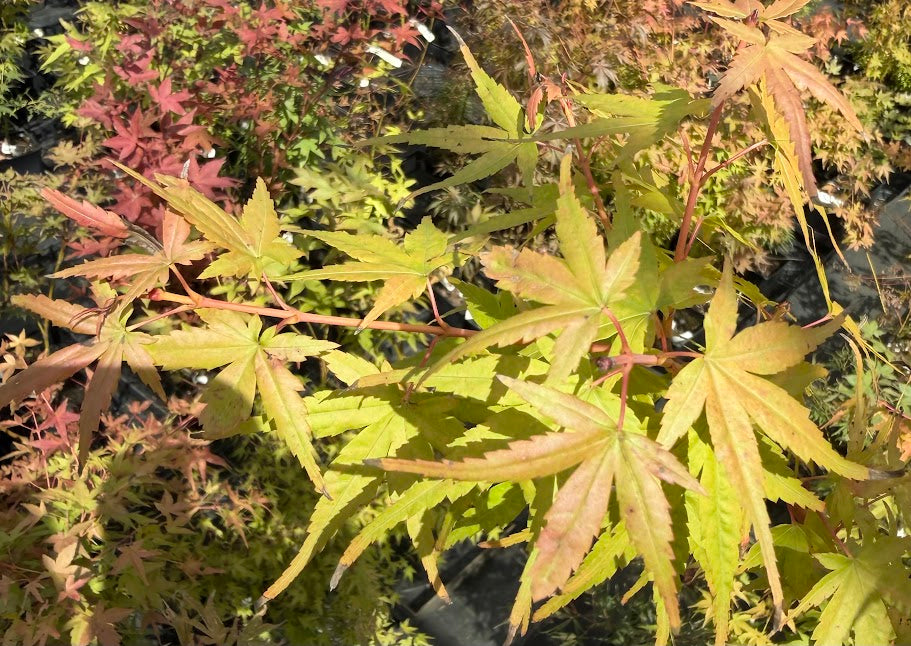 Acer palmatum 'Little Joe'