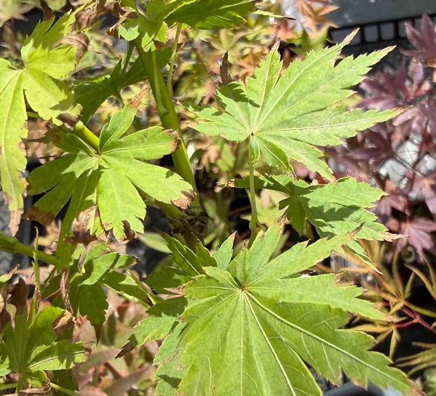 Acer tennuifolium 'Keikan Zan'
