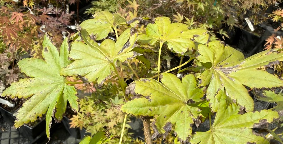 Acer shirasawanum 'Ezo No Momiji'