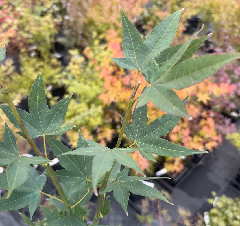 Acer campbellii subsp. sinense