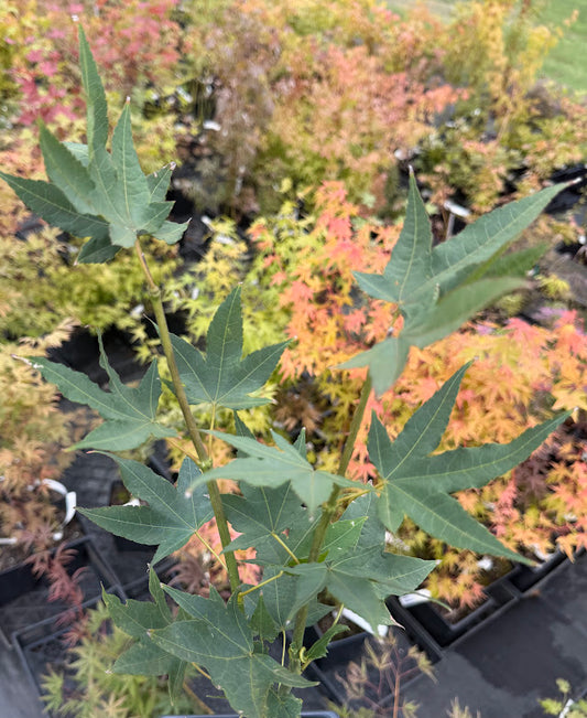 Acer campbellii subsp. sinense